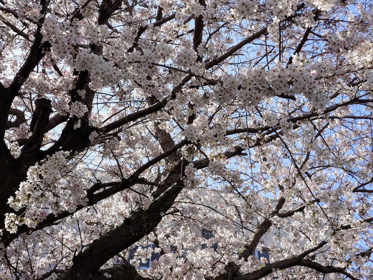桜の季節！豊前市の不動産会社スリーハウス三家株式会社